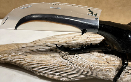 ヘラクレス 尾花沢市産 昆虫の王様 ヘラクレスオオカブト カブトムシ オス 成虫 1匹 約150mm (山形県産 )kb-blham150