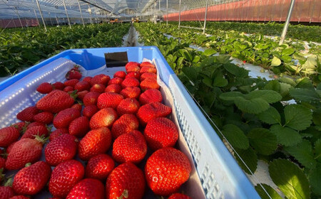 オーガニック冷凍あまおう 「いせいちご」 1kg (500g×2パック)【伊世いちご畑】_HA1315