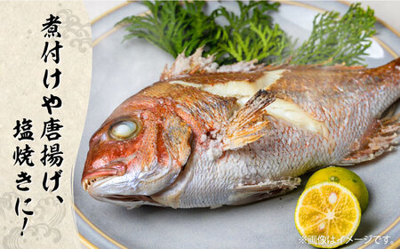 朝どれ 鮮魚 詰め合わせ 3種（2-3人前） 下処理 あり / アジ アラカブ タイ カワハギ など  魚 新鮮 セット 冷蔵 産地直送 下処理済み / 南島原市 / 美吉屋 [SDW003]