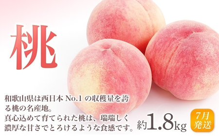 【全3回定期便】和歌山の旬のフルーツ定期便！人気の桃・ピオーネ・梨をお届け♪【tkb306】