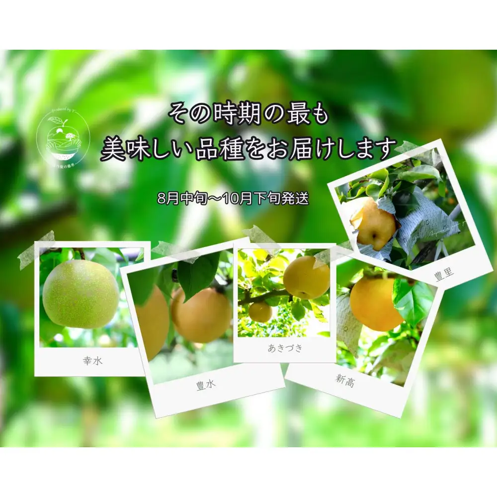 【晴れ箱】由布市産 庄内梨 約5kg｜旬のおまかせ便・樹上完熟・農家直送・期間限定｜庄内梨の藤原