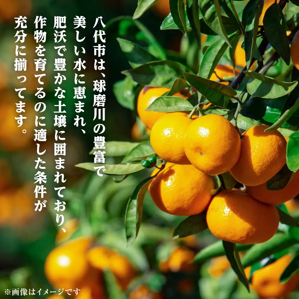 【先行予約】【訳あり】熊本県八代市産 ご家庭用みかん 約5kg ミカン【2026年9月下旬より順次発送】