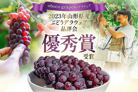 【期間限定発送】 ぶどう デラウェア 8～12房 約 1.5kg 朝採り [oboco grapes 山形県 高畠町 tk06ayt250002]