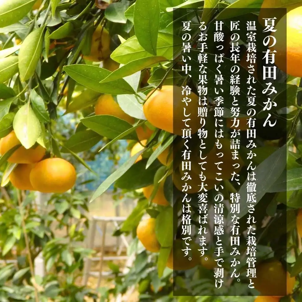 【5月出荷予定】ハウスみかん 温室栽培 夏の有田みかん 1kg 秀品 S・M・Lサイズのいずれか 和歌山県 産地直送 みかんの会
