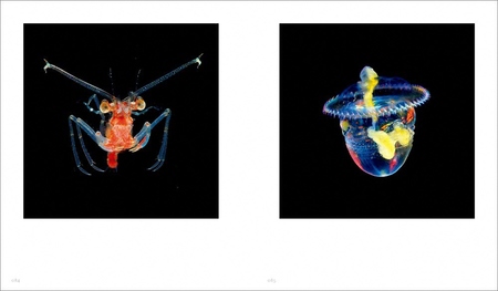 清水町ふるさと大使　海洋生物写真家　峯水亮氏の著書『 Jewels in the night sea　神秘のプランクトン』