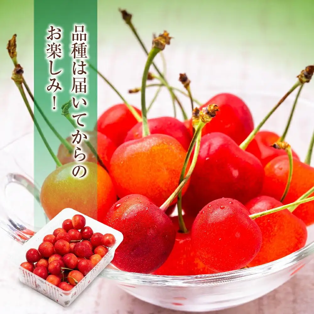 【先行予約】農家直送！ 品種お任せ  Lサイズ バラ詰め1kg（500g×2）（2026年6月末から）水澤果樹園 | さくらんぼ さくらんぼ_01179