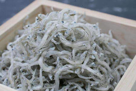 C6033_まるとも海産【冷蔵】特選 天日干し ちりめん 木箱 800g 紀州湯浅湾直送！