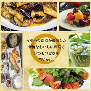 【定期便3回/2か月毎】市原農園 お米と農産物