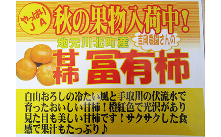 【川北町産】吉岡さんちの富有柿　約4kg 果物 フルーツ 果実 デザート おやつ 国産 日本産 食品 食べ物 甘柿 サクサク 食感 歯ごたえ 石川県産 直送 産地直送 秋の味覚 