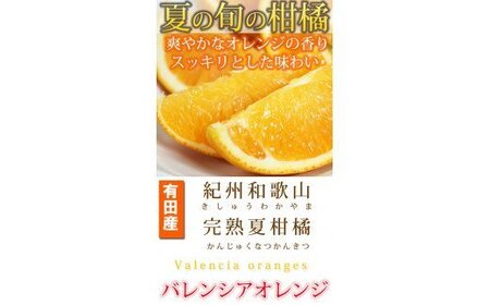 秀品 希少な国産バレンシアオレンジ 2.5kg【2026年6月下旬頃～7月上旬頃に順次発送】【UT75】【uot809】