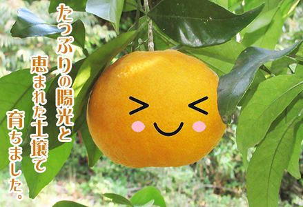 【初夏の味覚】鴨川産 甘夏房の『カモガワ甘夏』９kg以上《期間限定》《数量限定》《4月～5月配送》ちばエコ農産物 減農薬 あまなつ アマナツ みかん 柑橘 産地直送 フルーツ 旬 [甘夏房][0011-0072]