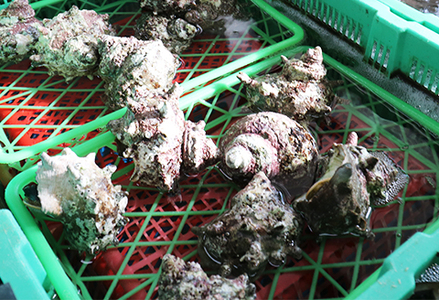 【漁協直送！】房州黒潮育ち『天然 活サザエ』1.5kg以上（8～12個）　《期間限定》《数量限定》《配送日指定OK》《配送指定 令和8年5月末日まで》さざえ 栄螺 刺身 活魚 [ウオポート][0017-0028] [0017-0028]