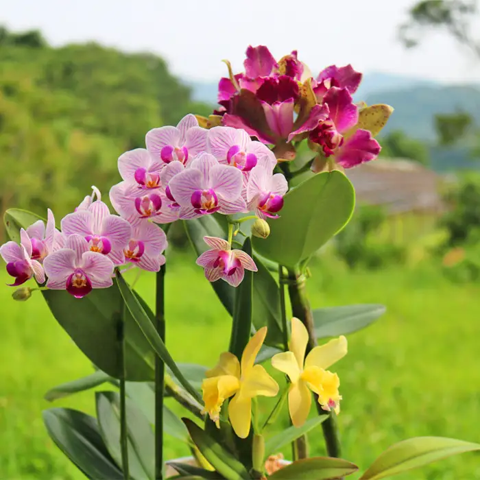 【大場蘭園】鴨川発季節の洋蘭寄せ植え(中)  [0020-0058]
