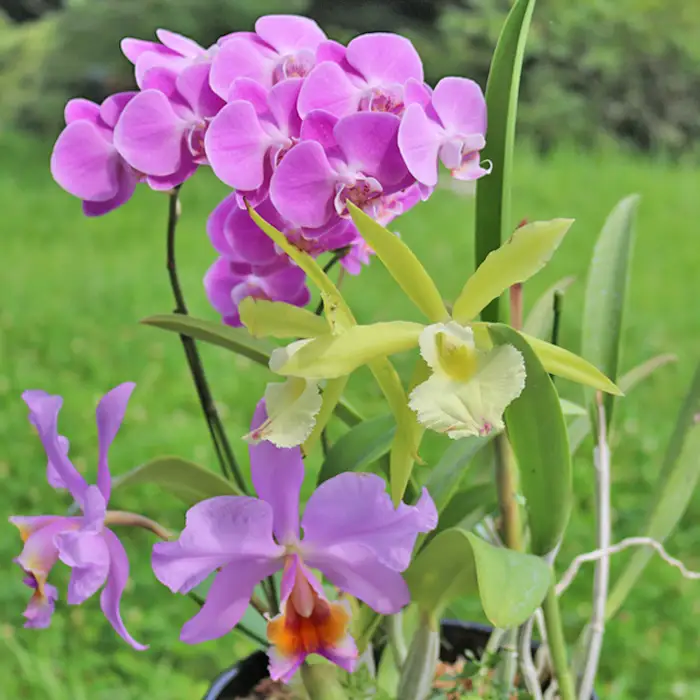 【大場蘭園】鴨川発季節の洋蘭寄せ植え(大)  [0030-0084]