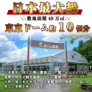 B0-206 ＜先行予約受付中！2026年8月中旬～10月中旬の間に発送予定＞数量限定！シャインマスカット(約1.5kg以上)【さくら農園】霧島市 ぶどう シャインマスカット フルーツ 果物 期間限定