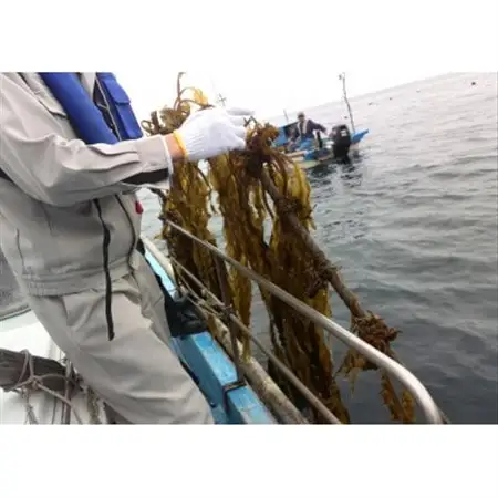 とれたままを冷凍　柔らかく歯ごたえ抜群　生わかめ(冷凍)【配送不可地域：離島】【1408230】