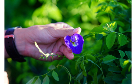 【SUNSET FARM OKINAWA】オーガニックバタフライピー(10g入り)✕5袋