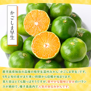 n132 ＜先行予約＞ 極早生 温州みかん 約3.5kg サイズ大小混合 鹿児島 種子島 蜜柑 ミカン 【提果樹園】