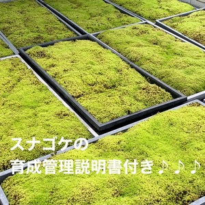 こけ専門農家直送!!スナゴケ 苔（育苗トレー入り）6枚 【 苔 】