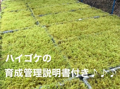 123-14　こけ専門農家直送!!ハイゴケ（育苗トレー入り）6枚