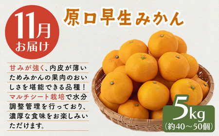 【3回定期便】みかん 3種 食べ比べ [OCU005] / みかん 