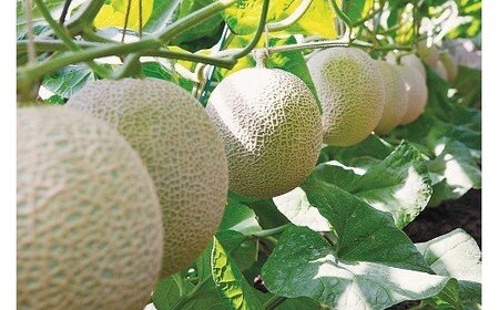  【通年出荷】 最高級 温室 アローマメロン 山級 ４玉
