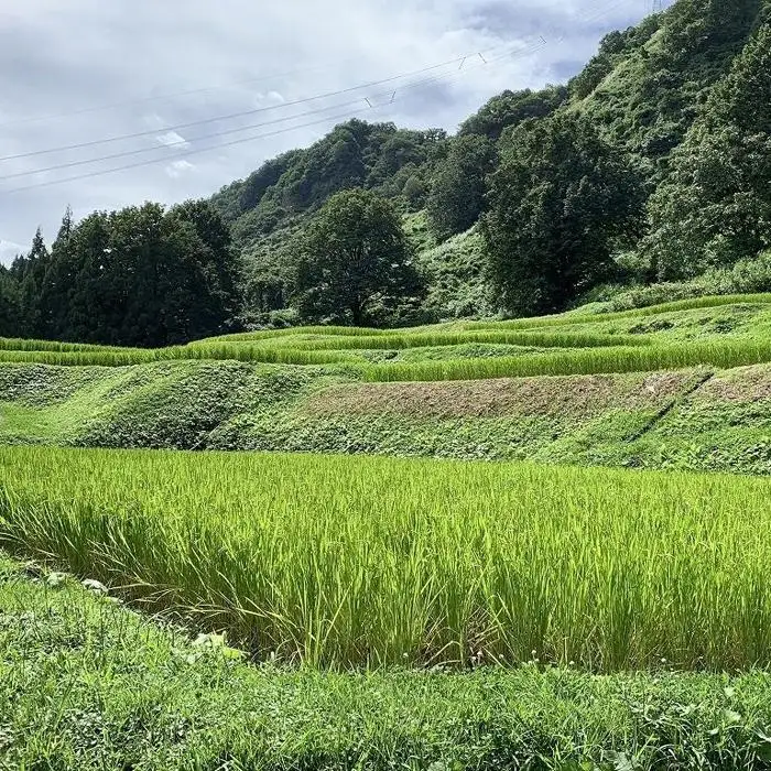 南魚沼塩沢コシヒカリ【西山の天水田米】精米10kg(5kg×2)