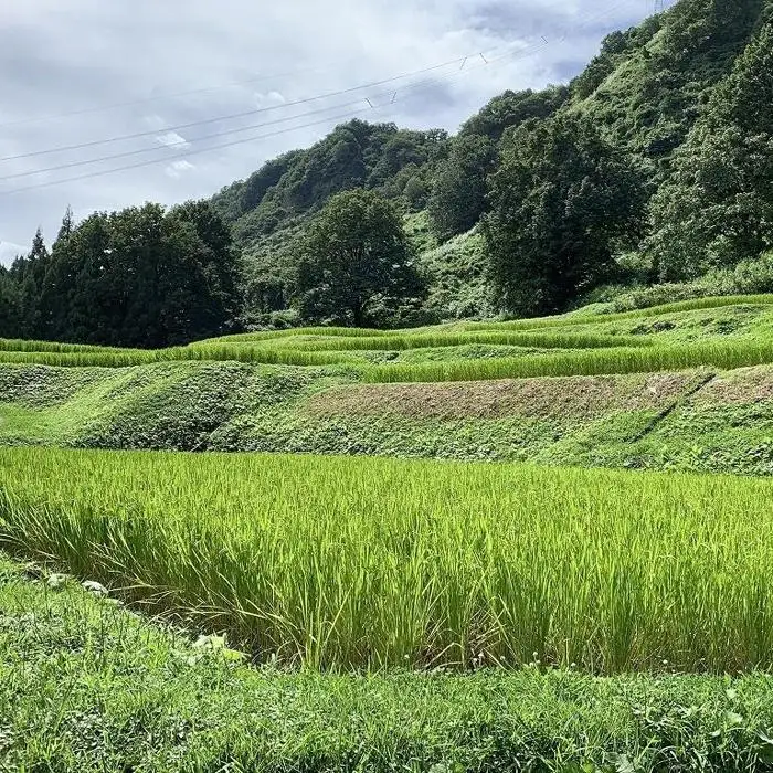 【ギフト用】南魚沼塩沢コシヒカリ【西山の天水田米】精米10kg(5kg×2)