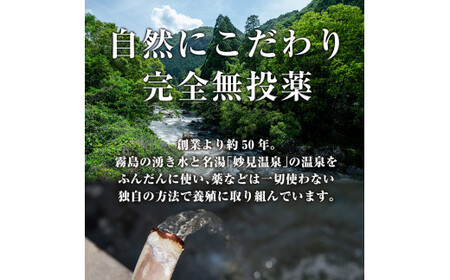 A5-034-RZ ＜冷蔵でお届け＞ 特別サイズ！霧島産うなぎ蒲焼き計380g以上(190g超×2尾)【田代水産】霧島市 国産 鹿児島県産 うなぎ 鰻 ウナギ 高級 蒲焼き 蒲焼 かばやき タレ