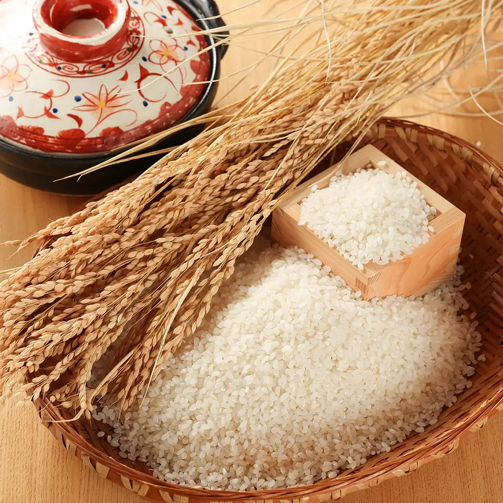 即納【令和7年産米】こしひかり 10kg すがたらいす 2025年産 米 こしひかり 【51-6】