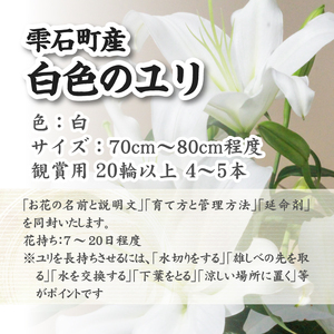 ユリ専門農家 猿子園芸 が贈る 雫石町産 白色 ユリ 20輪 以上 4本 ～ 5本 鑑賞用 ／ ゆり 百合 白 花 お花 花き 生花 フラワー フラワーアレンジメント プレゼント ギフト フラワーギフト 祝い花 お祝い 贈り物 HANA 花束 鑑賞 人気 おすすめ