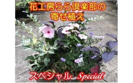 東北最大級のガーデニング専門店 厳選 『季節の寄せ植え』スペシャル 12種類 ～ 14種類 【花工房らら倶楽部】 花 生花 フラワー 植物 観葉植物 寄せ植え 季節 鉢植え 鉢 ポット ガーデニング 庭 玄関 ベランダ 国産 産地直送 期間限定 人気 おすすめ 予約 早期予約 先行予約