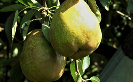 【2026年発送 先行予約】訳あり ラ・フランス 5kg 14～32玉 なし ナシ 梨 デザート フルーツ 果物 くだもの 果実 食品 山形県 FSY-0697