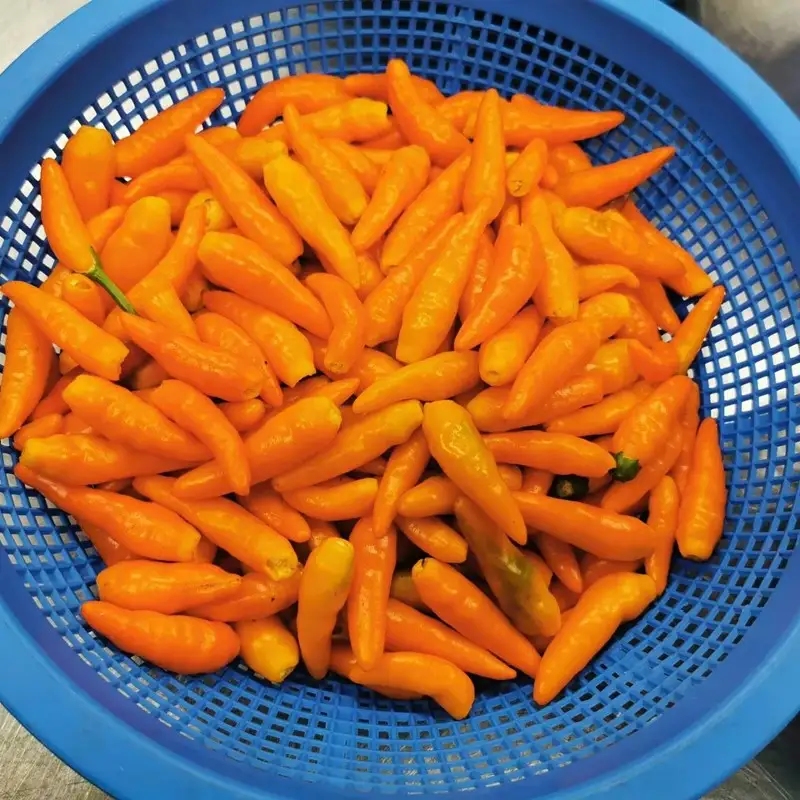 久美浜産 柚子唐辛子セット 3個 ｜ 唐辛子