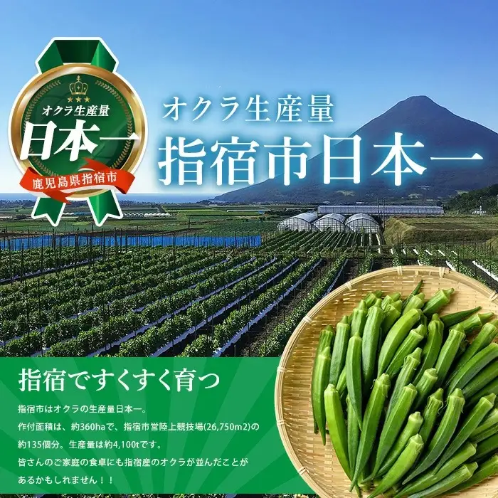 指宿(いぶすき)産オクラ 2kg オネファーム IB130-003