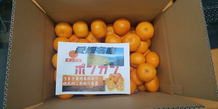【2027年先行予約】訳あり ポンカン 5kg ご家庭用 みかん 人気 数量限定 先行予約 柑橘 伊予市 【2027年1月中旬以降順次発送】｜B147