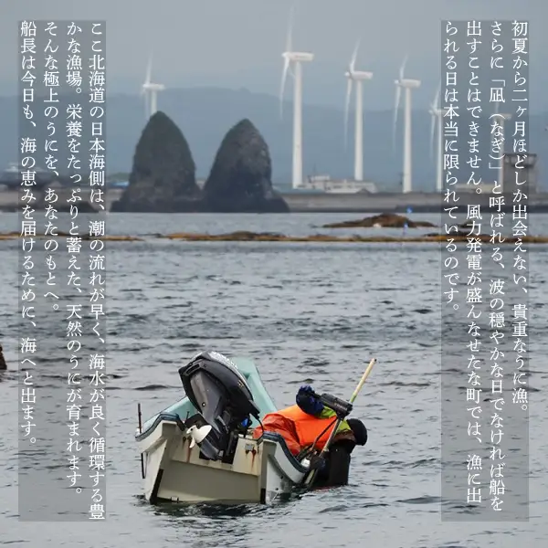【2026年6月上旬から順次発送】【海洋深層水使用】北海道産 生うに 120g×1個 キタムラサキウニ 直送 旬 パスタ 寿司 焼き うに丼 海鮮 せたな町 ふるさと納税