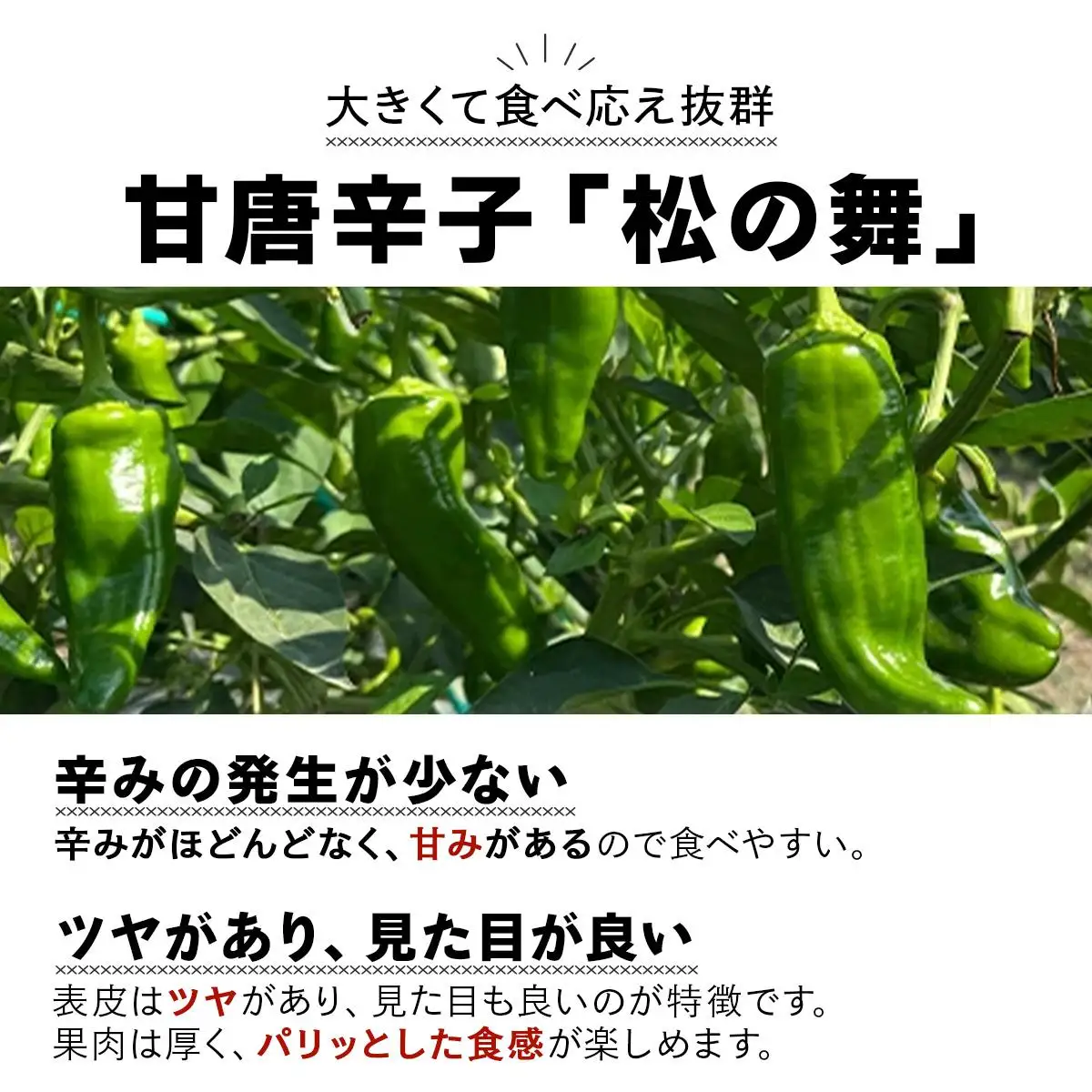 ＜先行予約＞北海道伊達産 大滝農園 甘唐辛子「松の舞」・ピーマン セット 約計2kg 野菜