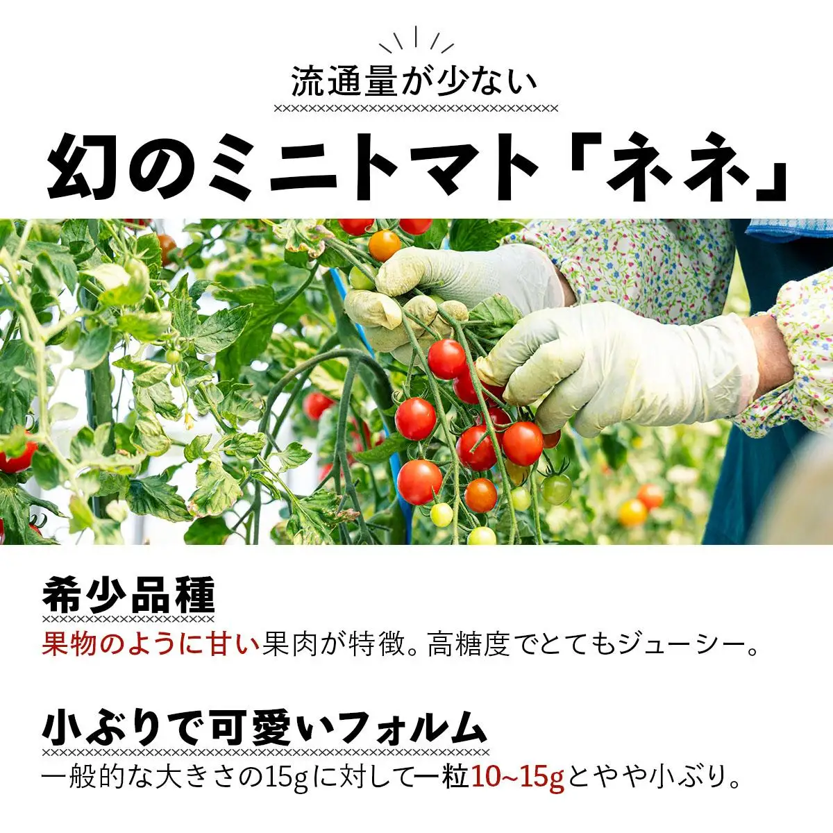 【2026年先行予約】北海道産 ミニトマト ネネ 約9kg フルーツトマト プチトマト 甘い 濃厚 彩り 鮮やか 希少 お中元 お歳暮 暑中見舞い 帰省土産 ご自宅用 産地直送 大滝農園 送料無料 北海道 伊達