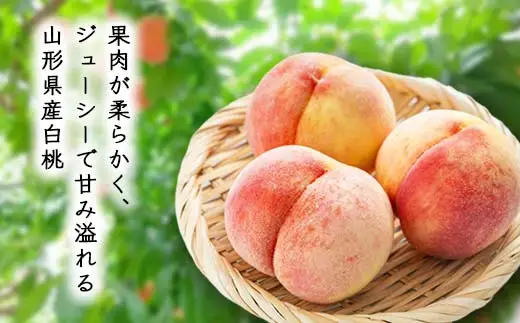 【先行予約 令和8年度発送】柔らかめ白桃 2kg（4～10玉） 品種おまかせ もも モモ 桃 デザート フルーツ 果物 くだもの 果実 食品 山形県 FSY-0665
