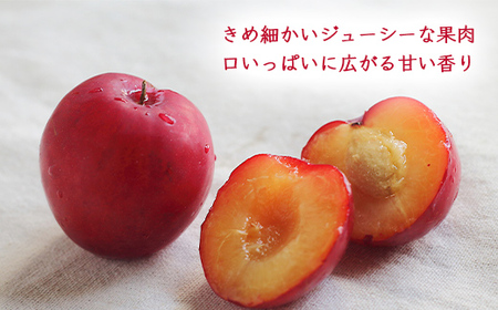 【先行予約 令和8年度発送】すもも 秋姫 2kg（12～24玉） フルーツ 果物 くだもの 果実 食品 山形県 FSY-0666