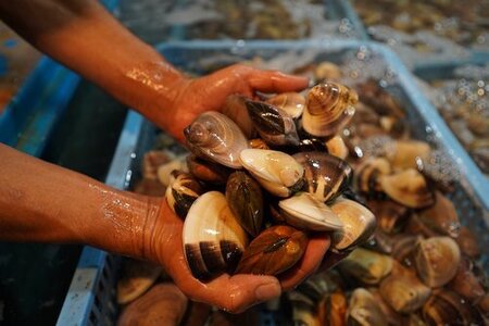 【お試し特産品つき】九十九里産 大粒 天然はまぐり4.0kg SHF003/ 絶品天然はまぐり 万能食材天然はまぐり 九十九里産天然はまぐり 蛤 ハマグリ海鮮 貝 貝類 