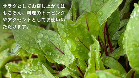 黒澤農園 の ベビーリーフサラダ （ 80g × 4パック ）ファミリーサイズ