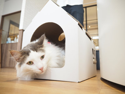 【白色】キャッツプレイハウス＆専用つめとぎ10枚セット