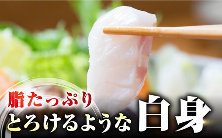 【 対馬産 】 最高級 クエ 鍋 セット （ 2ー3人前 ） [WAB007] クエ鍋くえセット