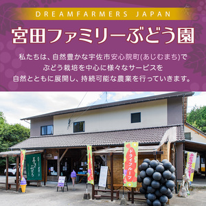 ＜先行予約受付中！2026年8月上旬以降順次発送予定＞ひとくちの果実 シャインマスカット(計600g・300g×2パック)国産 ぶどう 葡萄 フルーツ 果物 くだもの 果実【100702300】【宮田ファミリーぶどう園】