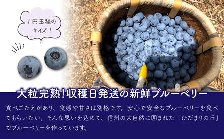 朝摘み大粒ブルーベリー500g※2026年7月上旬から発送予定【ひだまり農園ブルーベリーの丘】