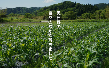 髙田さんスイートコーン 約5kg とうもろこし 朝どれ とうもろこし 野菜 日野町