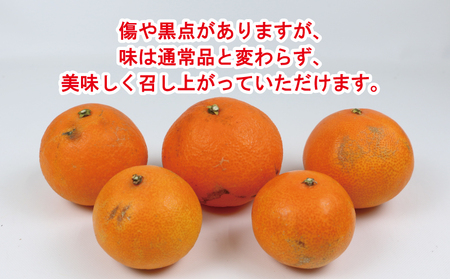 【12月上旬～12月中旬発送予定】 訳あり 愛果28号 5kg 家庭用 玉津柑橘倶楽部 あいか B015-072026