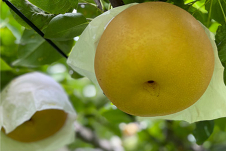 【2026年先行予約】和梨 新興 約3kg（約5〜7個）《11月上旬〜お届け》 山伴しなの川フルーツガーデン